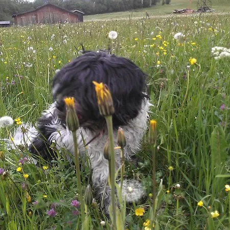 Haus Mattle 아파트 페트노이 암 아를베르크