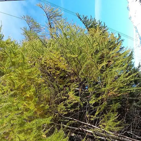 Haus Mattle 페트노이 암 아를베르크