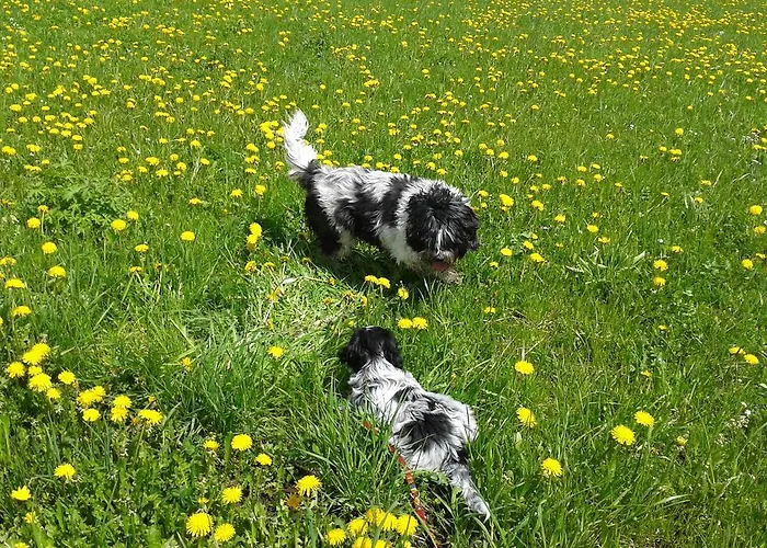 Haus Mattle Apartman *