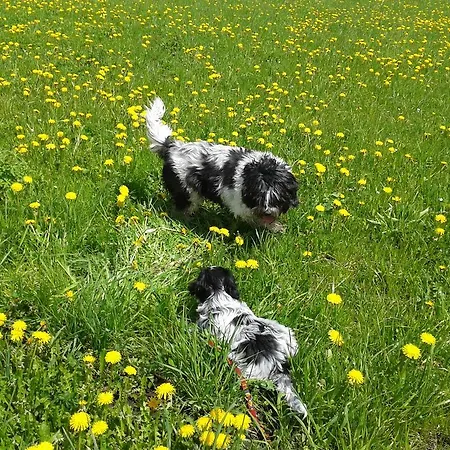 Haus Mattle Appartement *