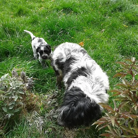 Haus Mattle Appartement Pettneu am Arlberg